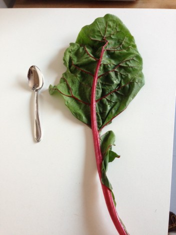Swiss chard leaf